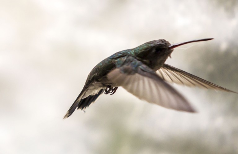 Un colibri revolotea cerca de un ventanal buscando flores de una enredadera.