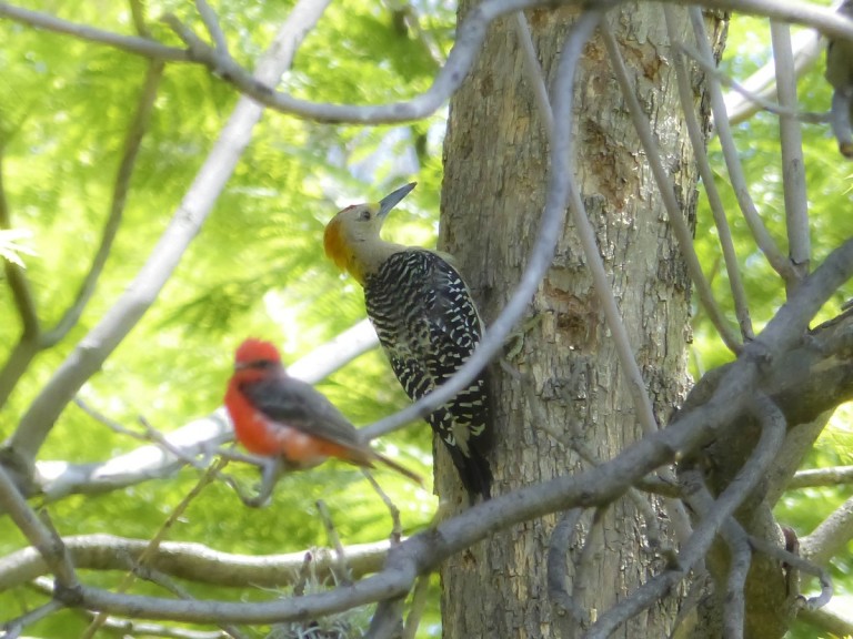 CU, nuevo santuario de aves_SP__3