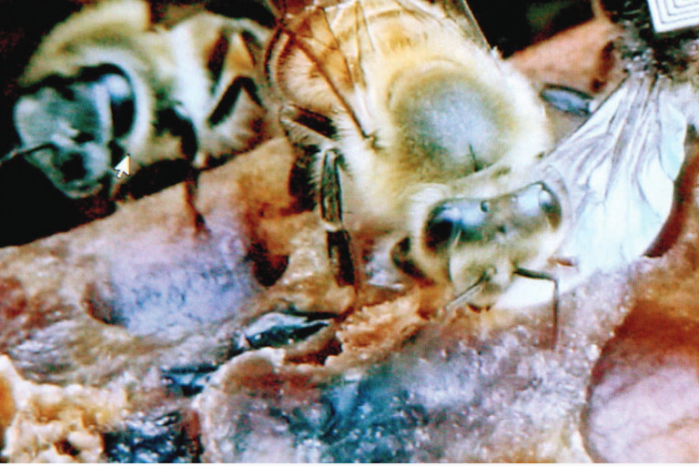 Abejas. Foto: Especial