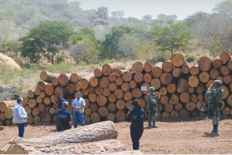 Madera asegurada. Foto: Especial