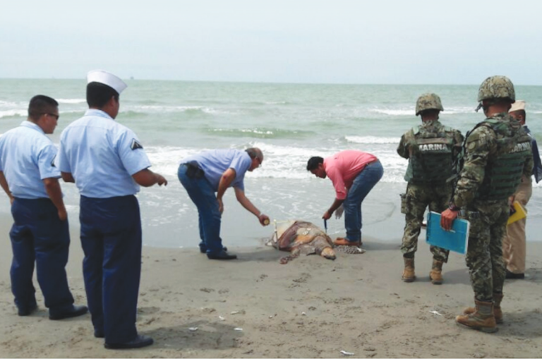 Profepa investiga muerte de delfín y tortuga. Foto: Especial