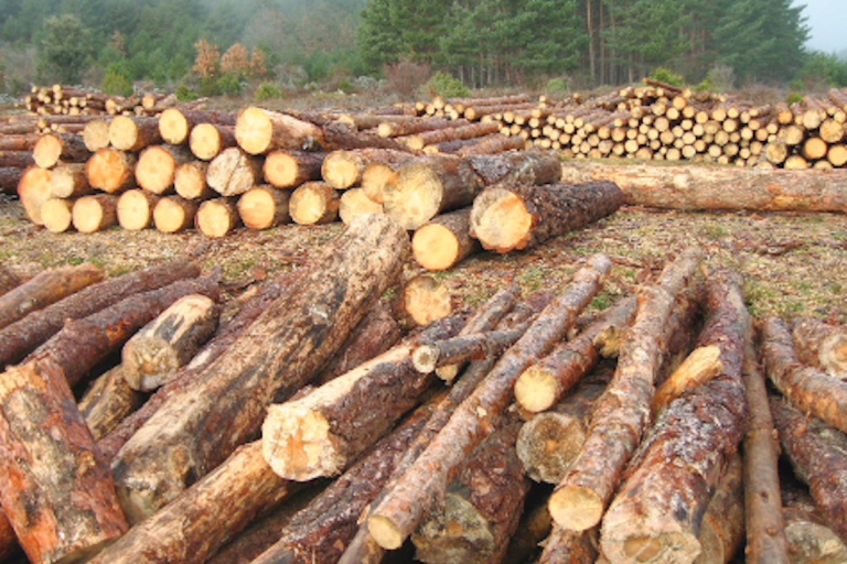 Tala de árboles. Foto: Especial