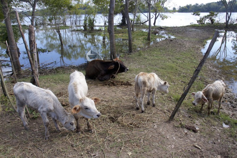 abigeato_queretaro_delito Foto: Cuartoscuro