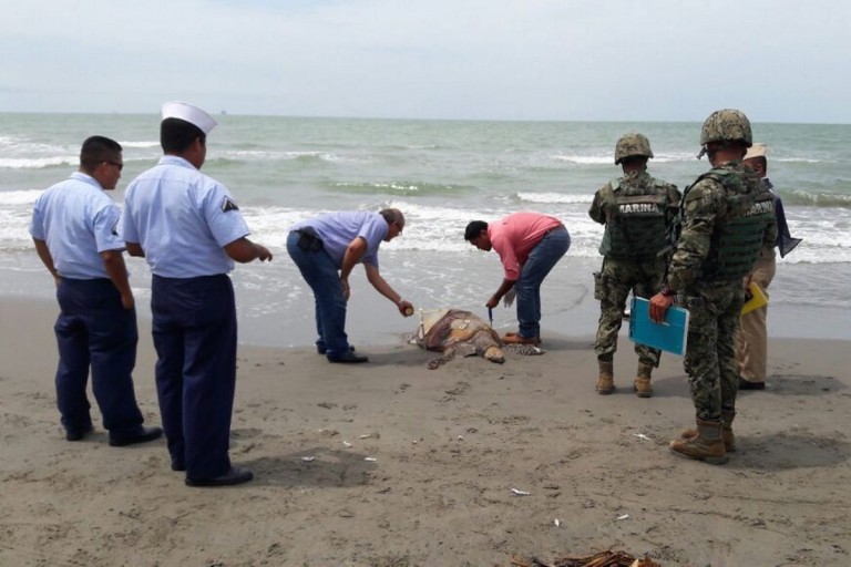 muerte_delfin_tortuga Foto: Notimex