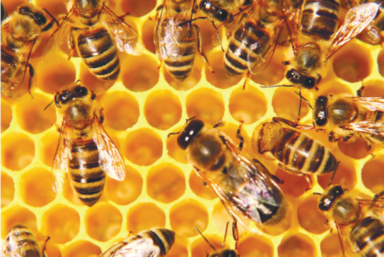 Trabajan para apoyar a apicultores. Foto: Especial