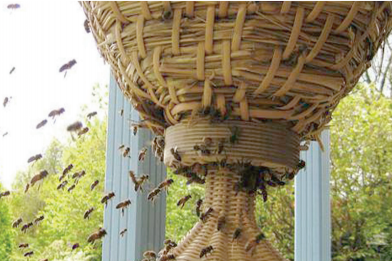 Pega cierre de empresa en producción de colmenas en SJR. Foto: Especial