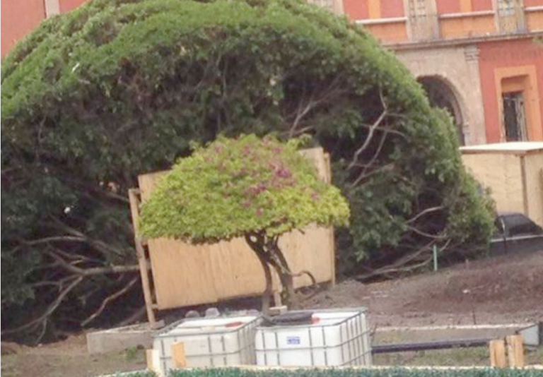 Existen más árboles enfermos en la ciudad. Foto: Especial