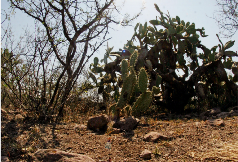 Se presentó una denuncia formal ante la PGR por la deforestación. Foto: Especial