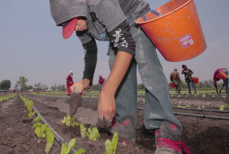 Se prevé buena producción este año. Foto: Especial