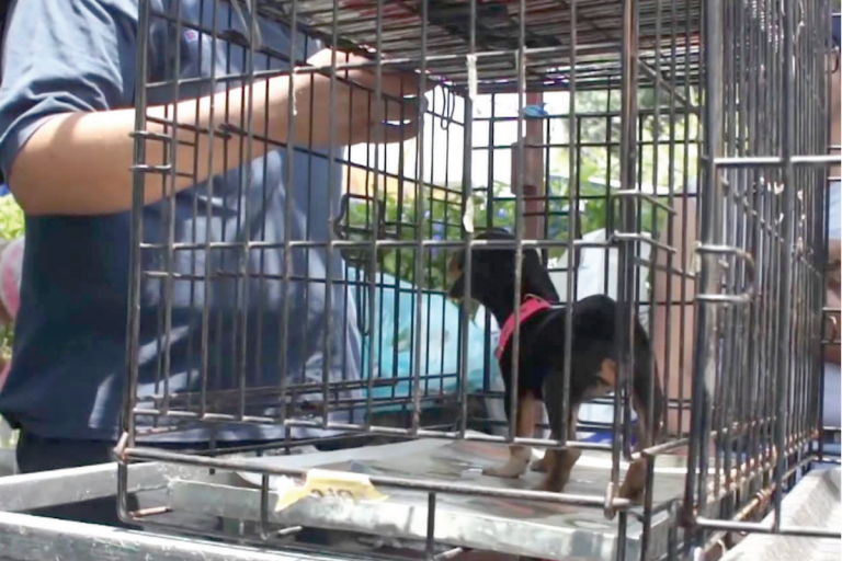 Señaló que la acción se da principalmente en tianguis y mercados, pero también en redes sociales. Foto: Especial
