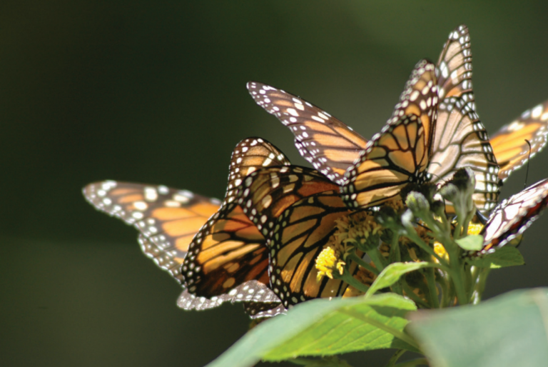 Llaman a la conservación del ambiente para la mariposa monarca. Foto: Especial