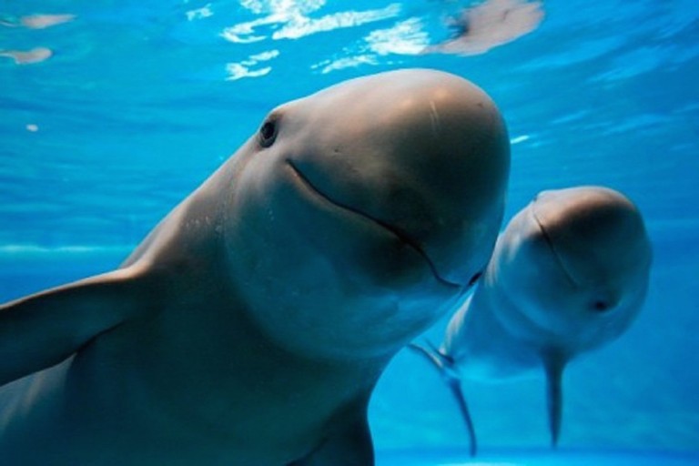 vaquita_marina_campana