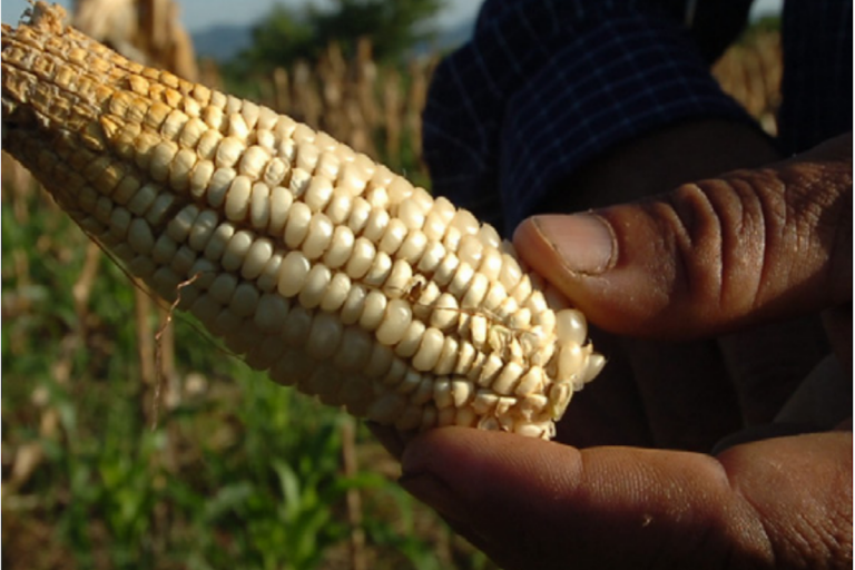 45 mil hectáreas de cultivo están activas en el municipio. Foto: Especial