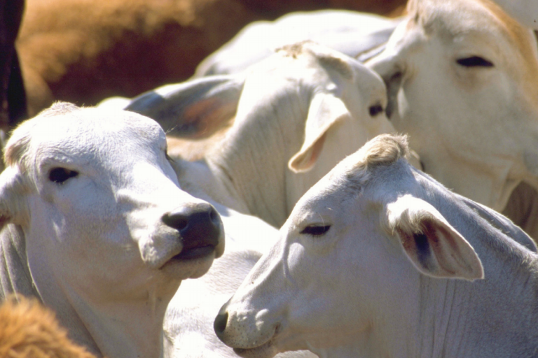 Buscan abatir robo de ganado. Foto: Especial