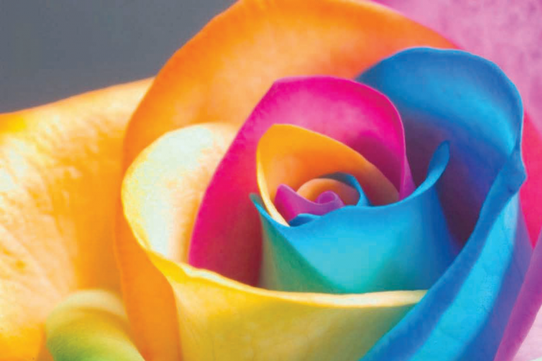 Capacitan para la producción de rosas arcoiris . Foto: Especial