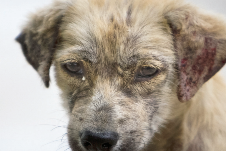 Dejan a mascotas a su suerte. Foto: Especial