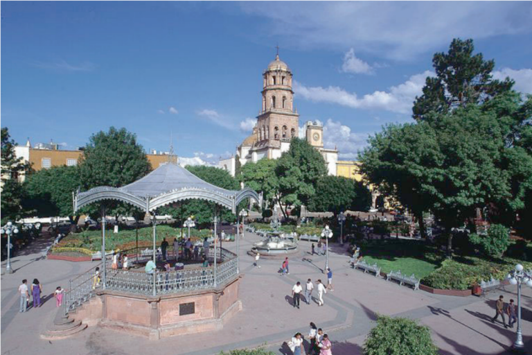 Descartan muerte de árboles por hongos. Foto: Especial