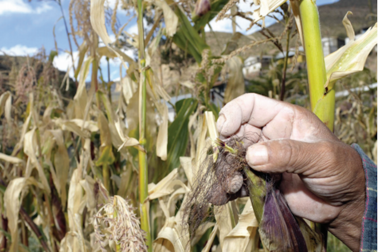 Destinan recursos a productores afectados por las lluvias.  Foto: Especial