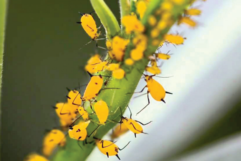 Implementan acciones preventivas con el uso de feromonas. Foto: Especial