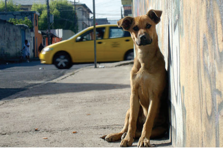 Instan a nivelar sobrepoblación. Foto: Especial