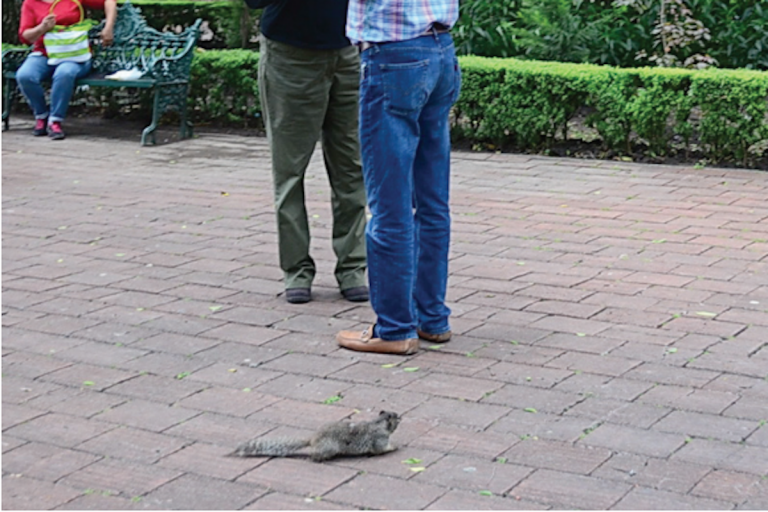 No son verdaderas fotos de ardillas muertas. Foto: Especial