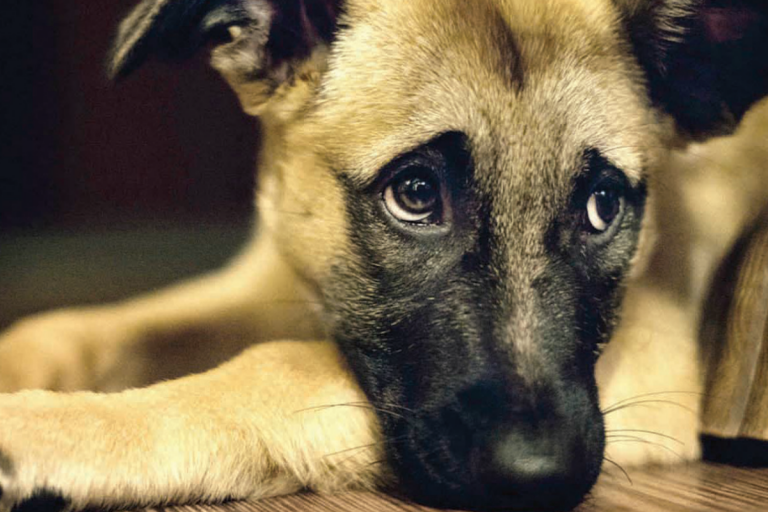 Planean establecer obligaciones de dueños de mascotas. Foto: Especial