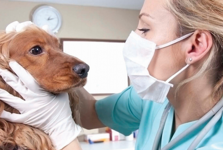 Proponen supervisar la profesionalización de los veterinarios. Foto: Especial