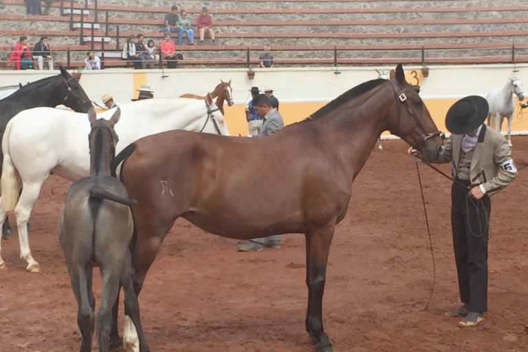 Se expusieron caballos de diversas razas. Foto: Especial