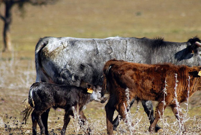 Se llevarán a cabo las jornadas veterinarias. Foto: Especial