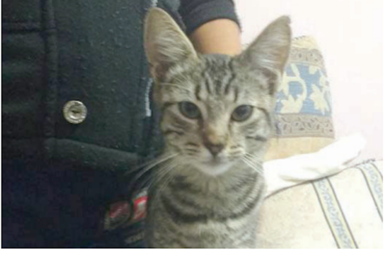 Agresores recibirán atención psicológica. Foto: Especial