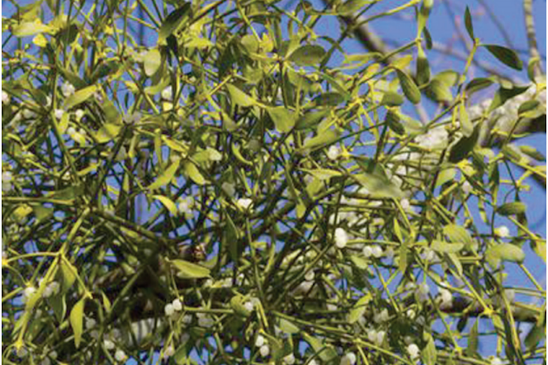 Anuncian programa Forestal. Foto: Especial