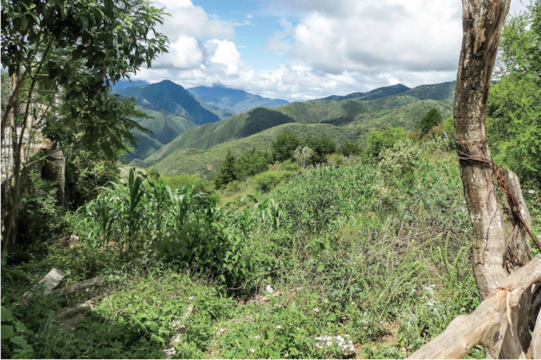 Cualificarán daños por tala ilegal. Foto: Especial