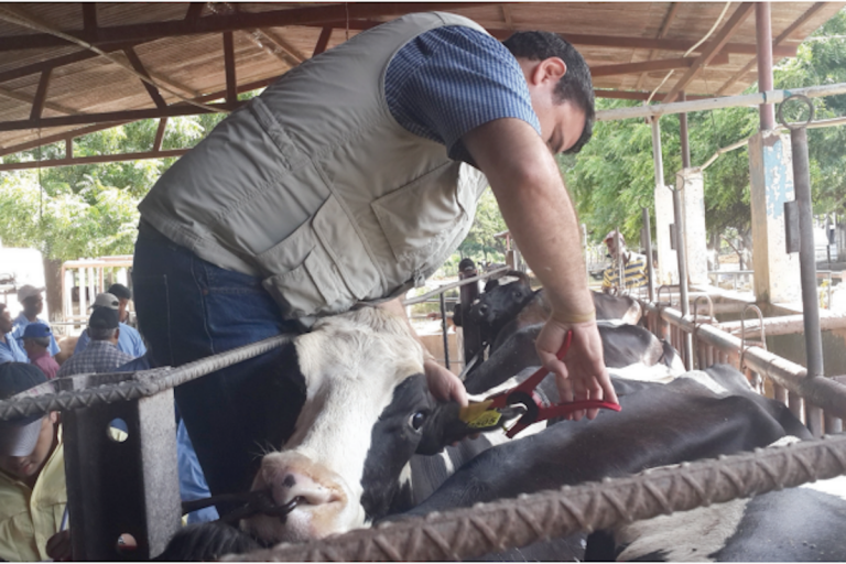 Faltan 92 mil cabezas de ganado por aretar. Foto: Especial