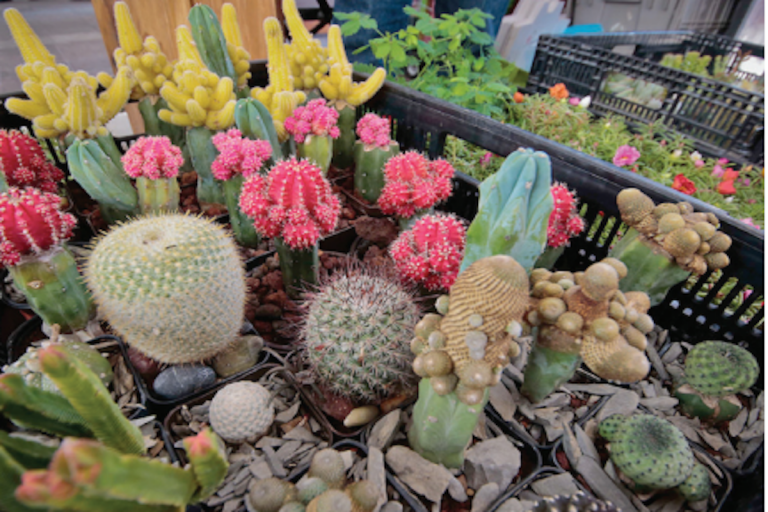 Impulsarán políticas verdes. Foto: Especial