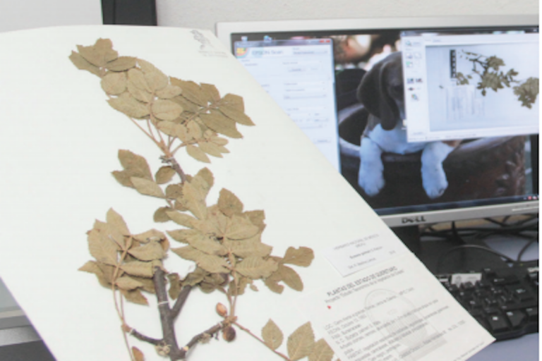 Llevarán registro de la colección del herbario. Foto: Especial