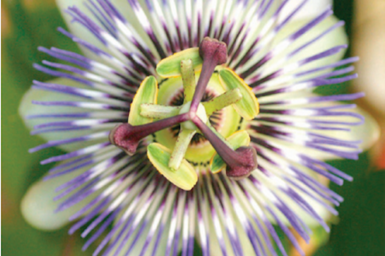 Puede aprovecharse el ecoturismo. Foto: Especial