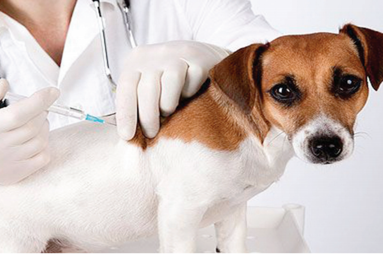 Realizan vacunación contra la rabia. Foto: Especial