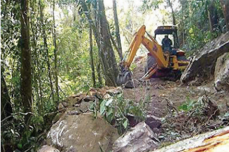 Se dio a conocer tala ilegal en la Biosfera. Foto: Especial