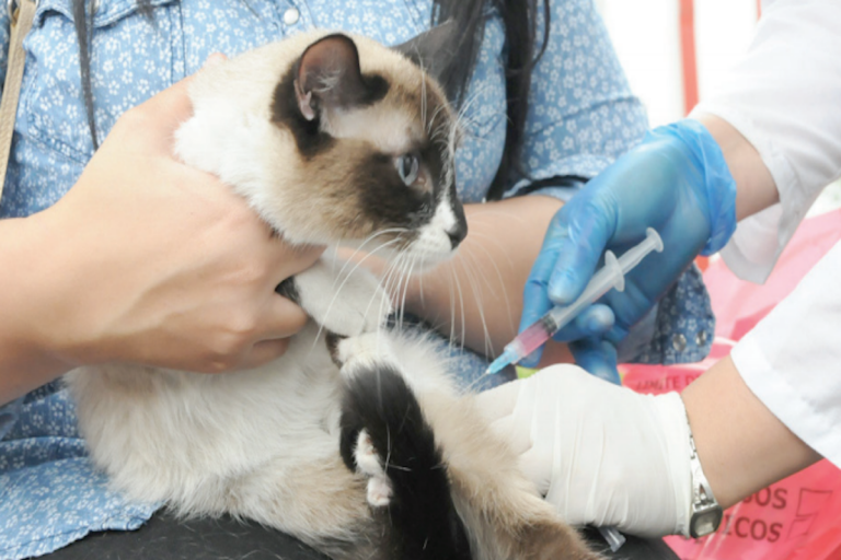 Se han aplicado 4500 vacunas. Foto: Especial