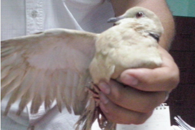 Actua Profepa contra posesión ilegal. Foto: Especial