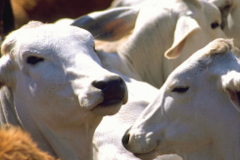 Apoyará  a los sectores más vulnerables. Foto: Especial