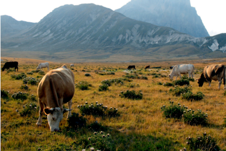 Buscan un trabajo rural más competitivo. Foto: Especial