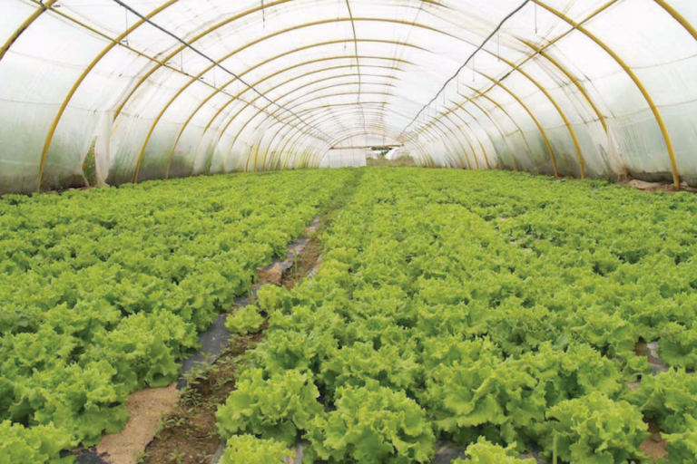 Gestionan recursos para el campo. Foto: Especial