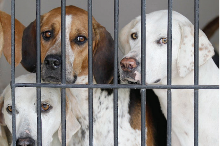 Pretenden aumentar capacidad de atención y recepción. Foto: Especial