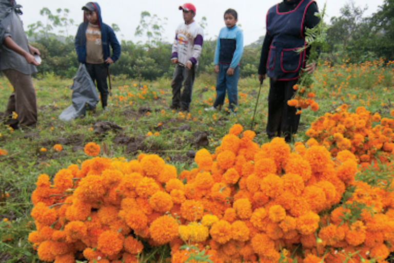 Representa gran ahorro al municipio. Foto: Especial