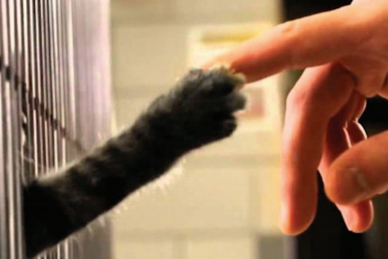 Se obliga a dar calidad de vida a las mascotas. Foto: Especial