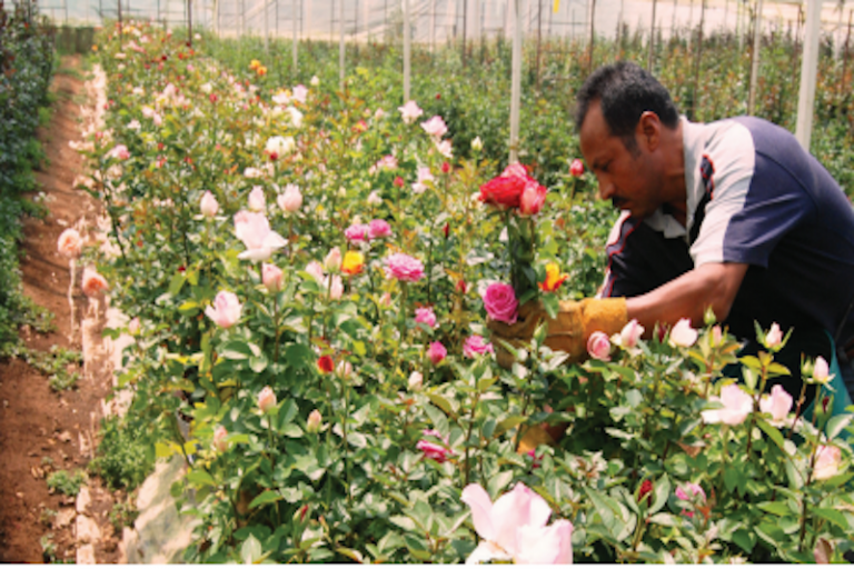 Apoyan a la activación de invernaderos. Foto: Especial