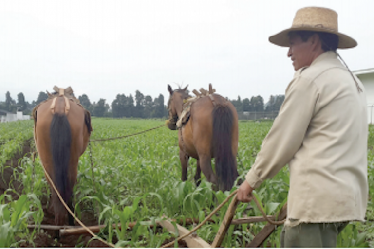 Buscan el apoyo a productores. Foto: Especial