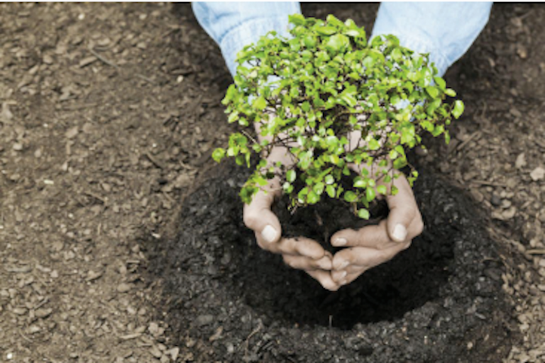 Impulsan programa Pulmones Verdes. Foto: Especial