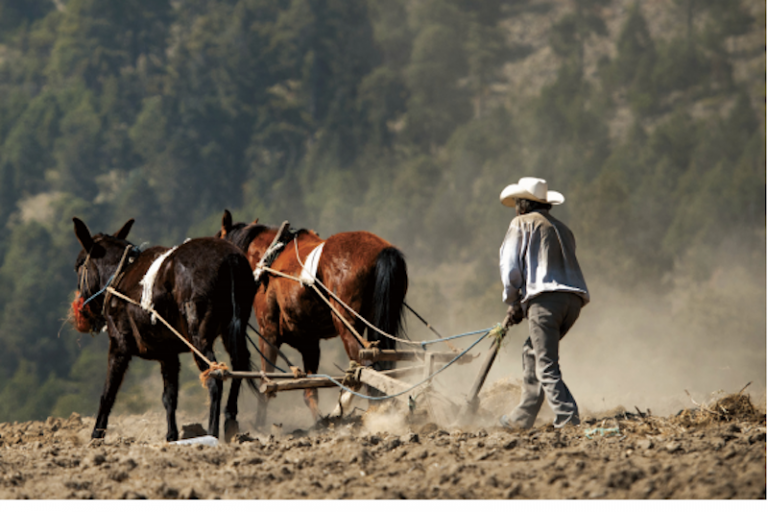 Protegen a ejidos. Foto: Especial